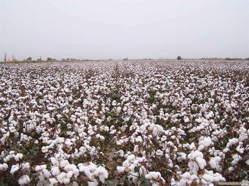 可持续方式种植的棉花